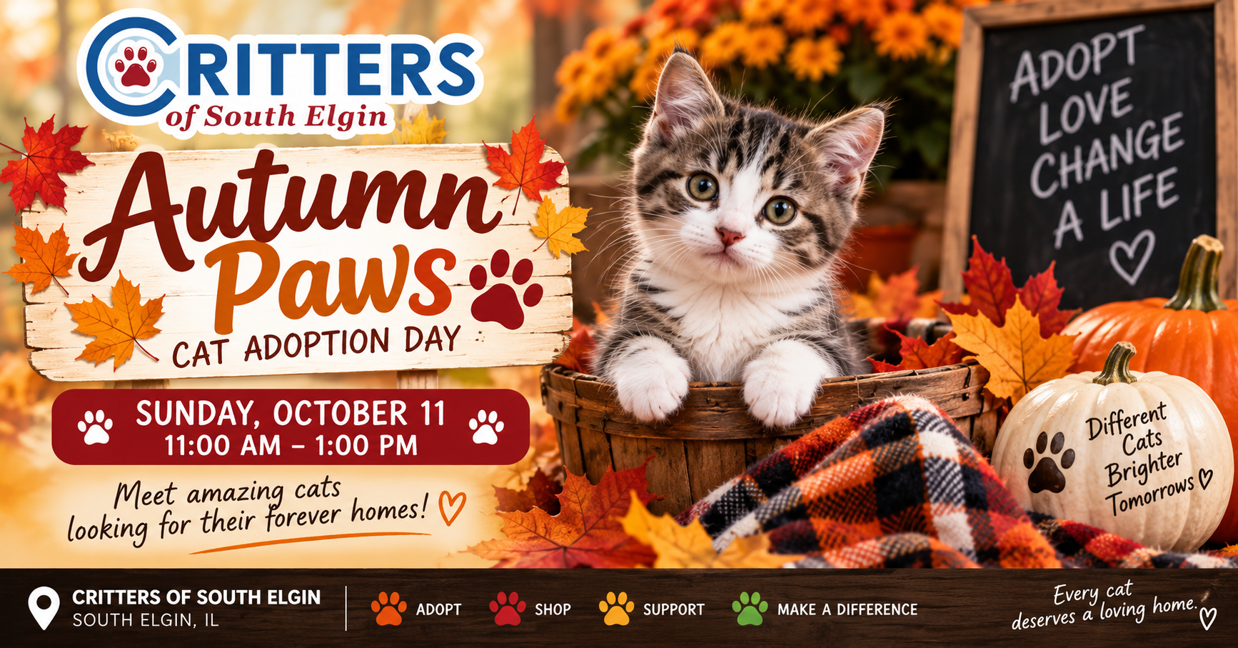 Autumn Paws Cat Adoption Day
