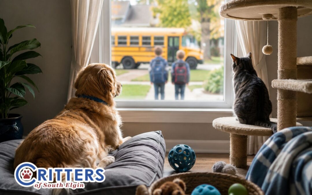 Back-to-School Routine Changes: Helping Dogs and Cats Adjust to an Empty House