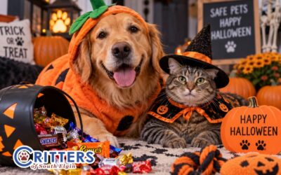 Halloween Safety Tips for Dogs & Cats