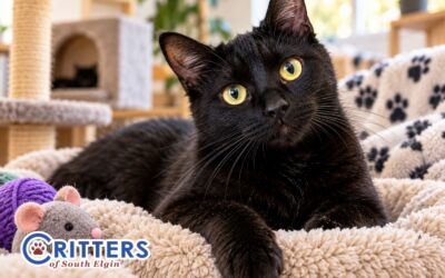 Why Black Cats Make Amazing Pets: Breaking the Myths During Adoption Season