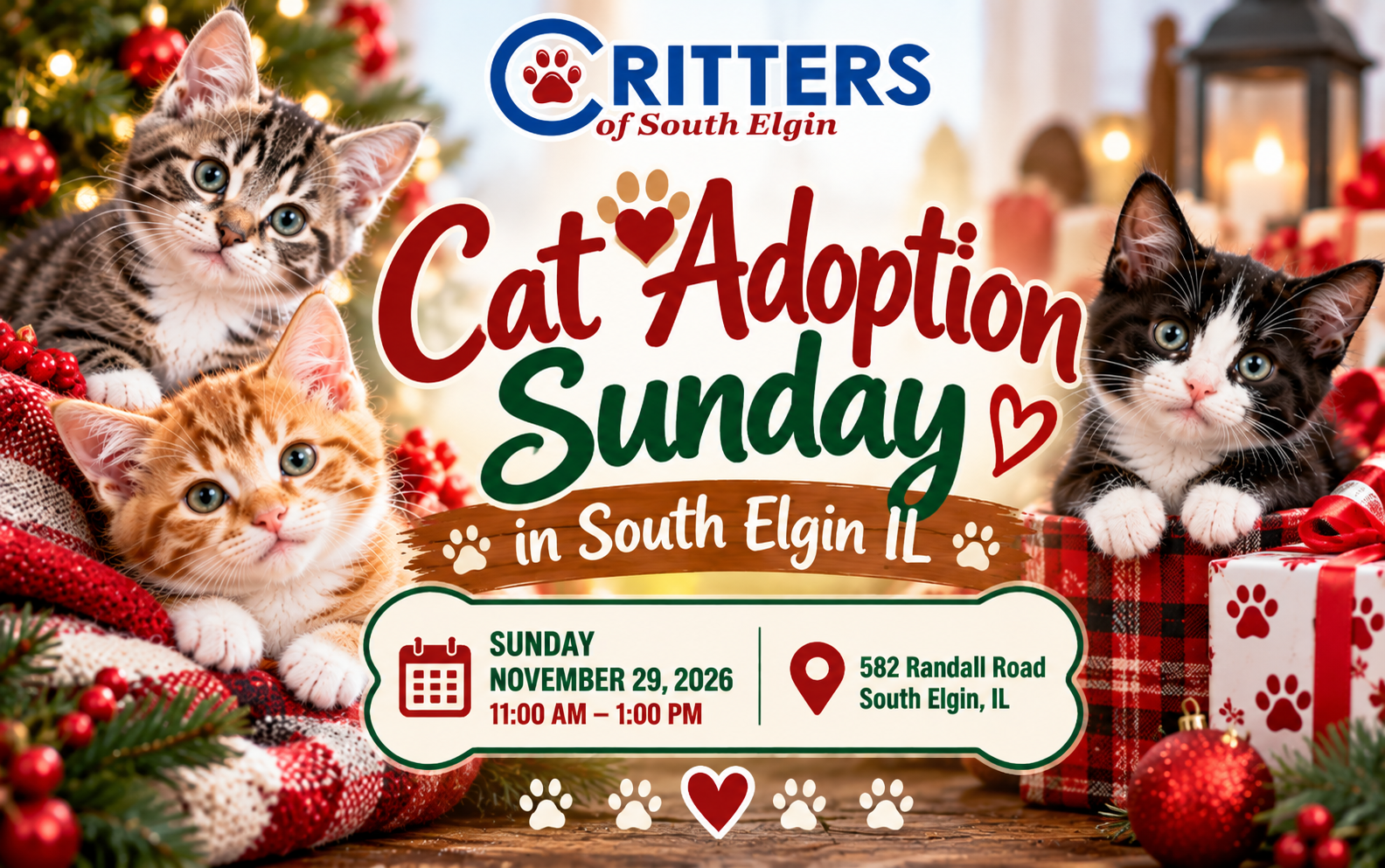 Cat Adoption Sunday in South Elgin IL Cat Adoption Sunday in South Elgin IL