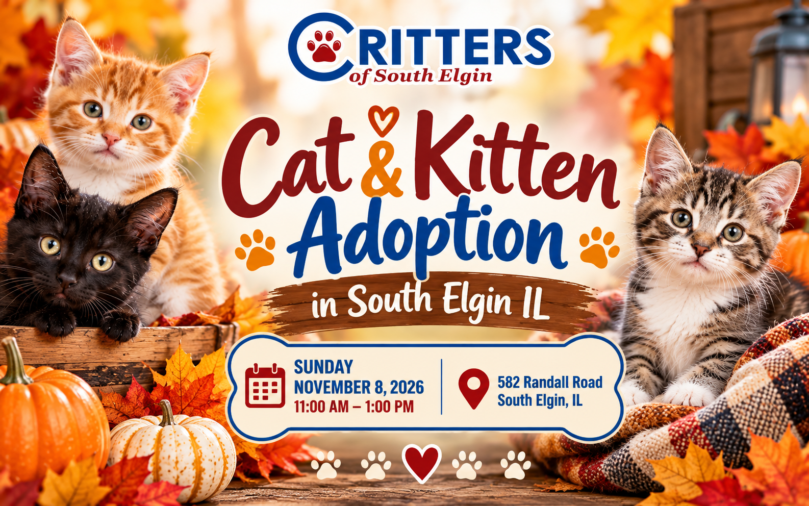 Cat & Kitten Adoption in South Elgin IL Cat & Kitten Adoption in South Elgin IL
