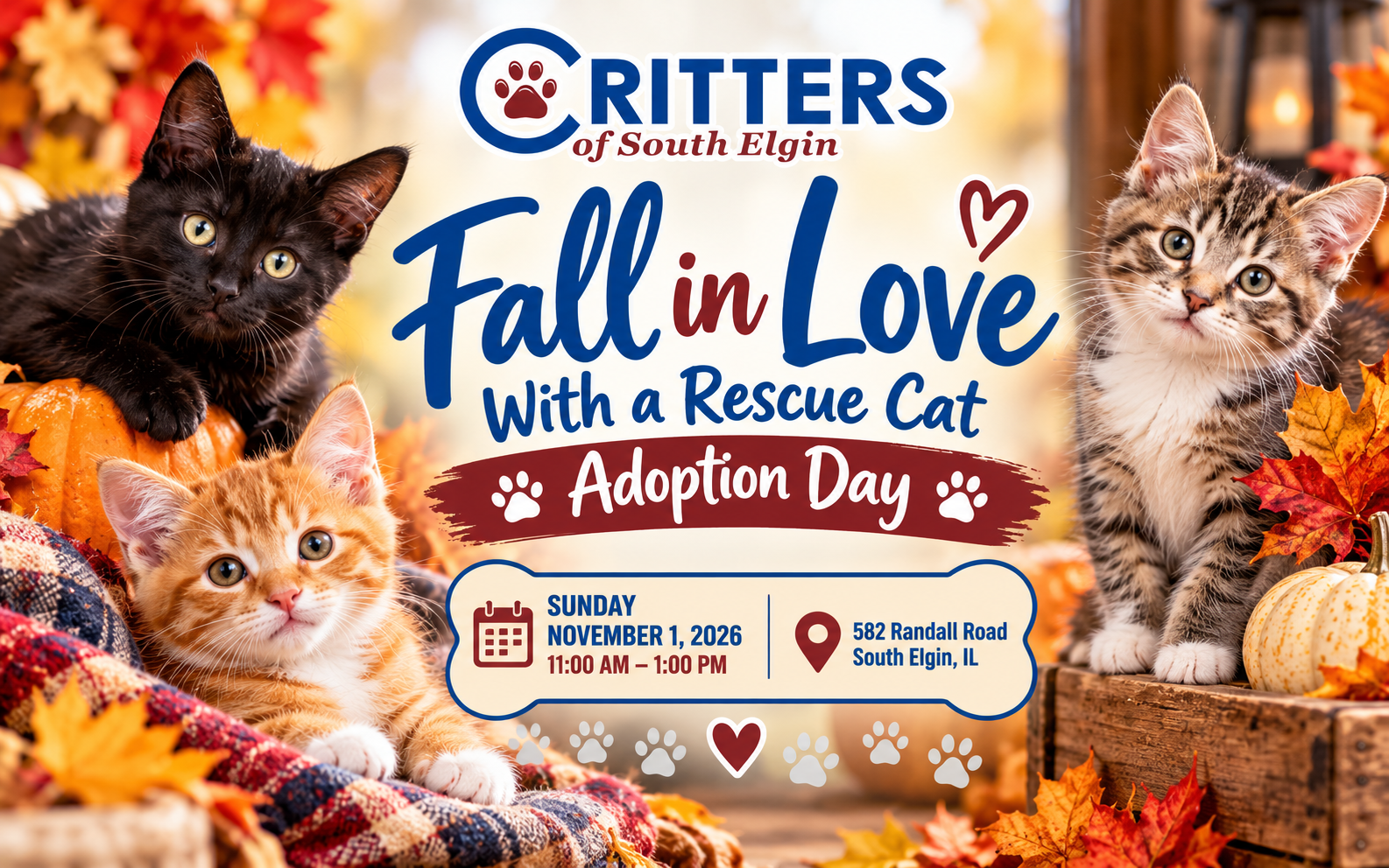 Fall in Love With a Rescue Cat This November! Fall in Love With a Rescue Cat This November!