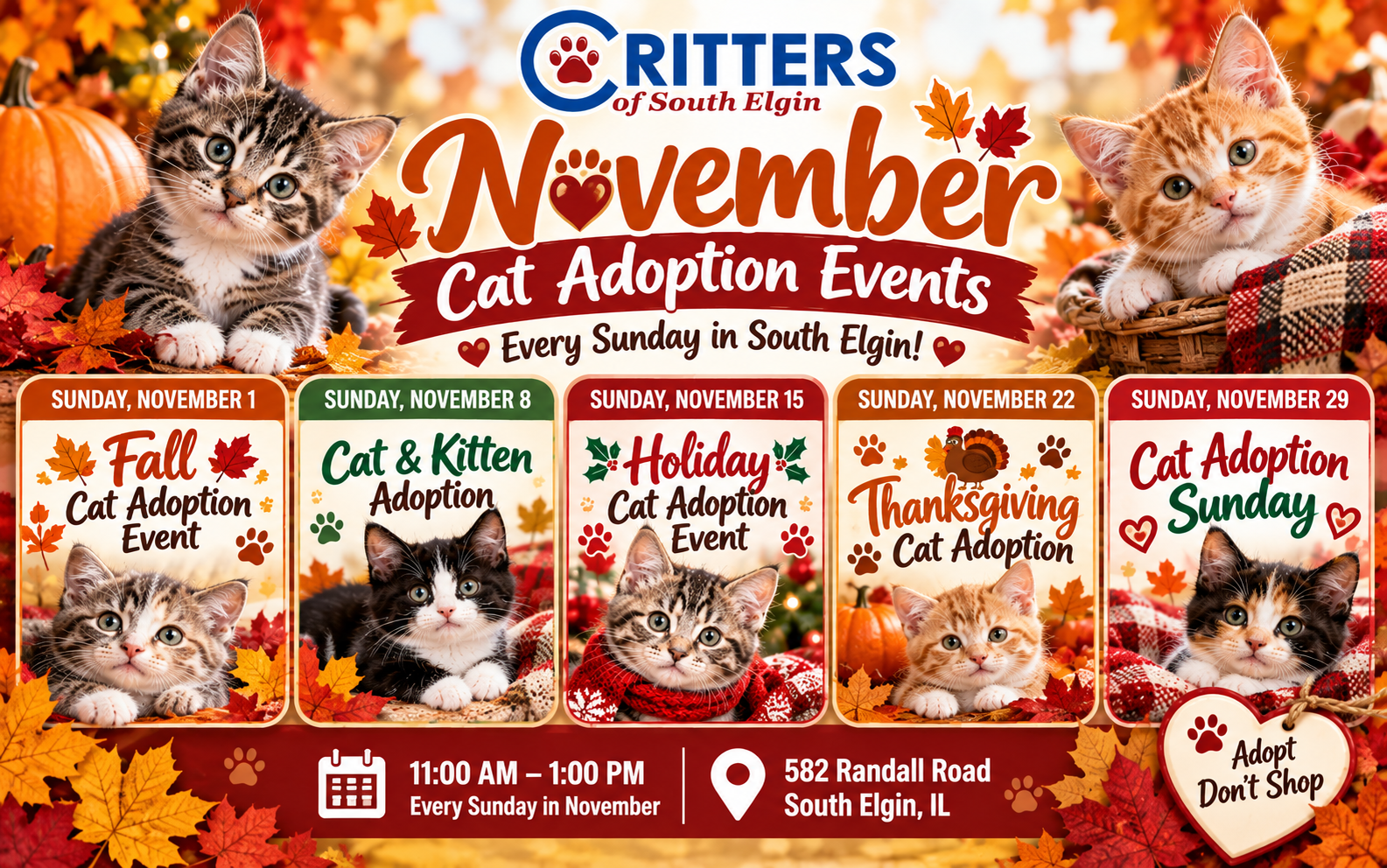 November Cat Adoption Events at Critters Pet Shop of South Elgin!