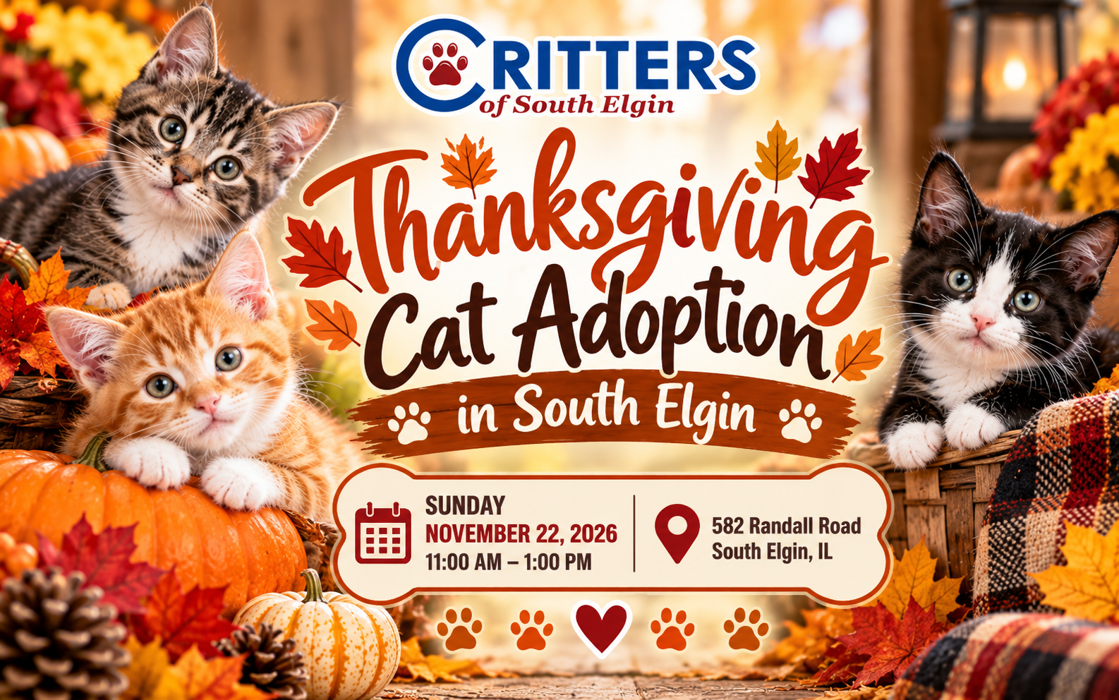 Thanksgiving Cat Adoption in South Elgin Thanksgiving Cat Adoption in South Elgin